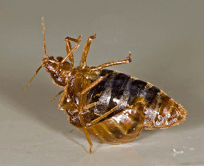 CIMEX LECTULARIUS